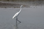 Great egret with snow-white feathers picture wallpaper