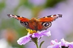 Peacock butterfly picture HD