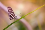 Beautiful yellow-sleeved butterfly pictures desktop wallpaper