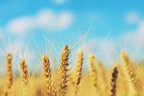 Golden wheat picture desktop wallpaper