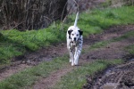 Dalmatian dog pictures