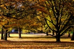 Autumn golden woods landscape wallpaper picture