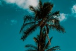 Coconut tree pictures desktop wallpaper