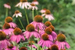HD echinacea pictures desktop wallpaper