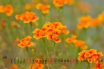Eye-protecting flowers and beautiful desktop calendar wallpaper for August 2021