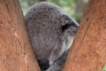 Sleeping koala pictures
