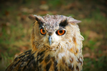great horned owl pictures