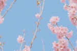 唯美春日樱花手机壁纸