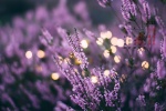 April 2021 Lavender Landscape Desktop Calendar Wallpaper