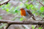Robin on a branch picture