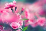 Mother's Day Carnation Picture Desktop Wallpaper
