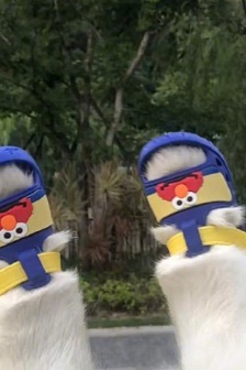 Avatar of furry kid wearing shoes