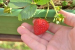 Fresh strawberry pictures desktop wallpaper