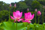 Pink lotus HD picture desktop wallpaper