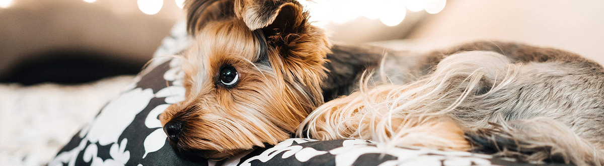 Cute pet mobile wallpaper