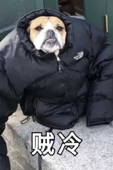 Dog wearing down jacket is cold expression pack