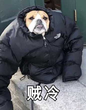 Dog wearing down jacket is cold expression pack