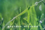 24 solar terms Qingming Festival outing pictures desktop wallpaper