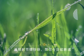 24 solar terms Qingming Festival outing pictures desktop wallpaper