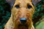 Irish Terrier Pictures