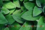 Eye-protecting green leaves desktop calendar wallpaper for May 2022