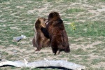 Cute grizzly bear pictures