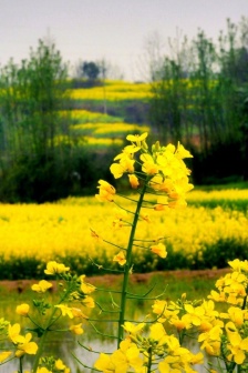Scenery pictures of rape flowers all over the mountain