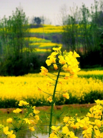 满山的油菜花风景图片