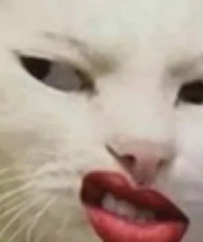 李佳琦同款猫咪表情包