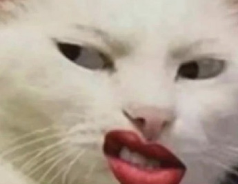 Li Jiaqi's same cat emoticon pack