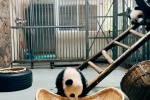 Pictures of China's national treasure giant panda