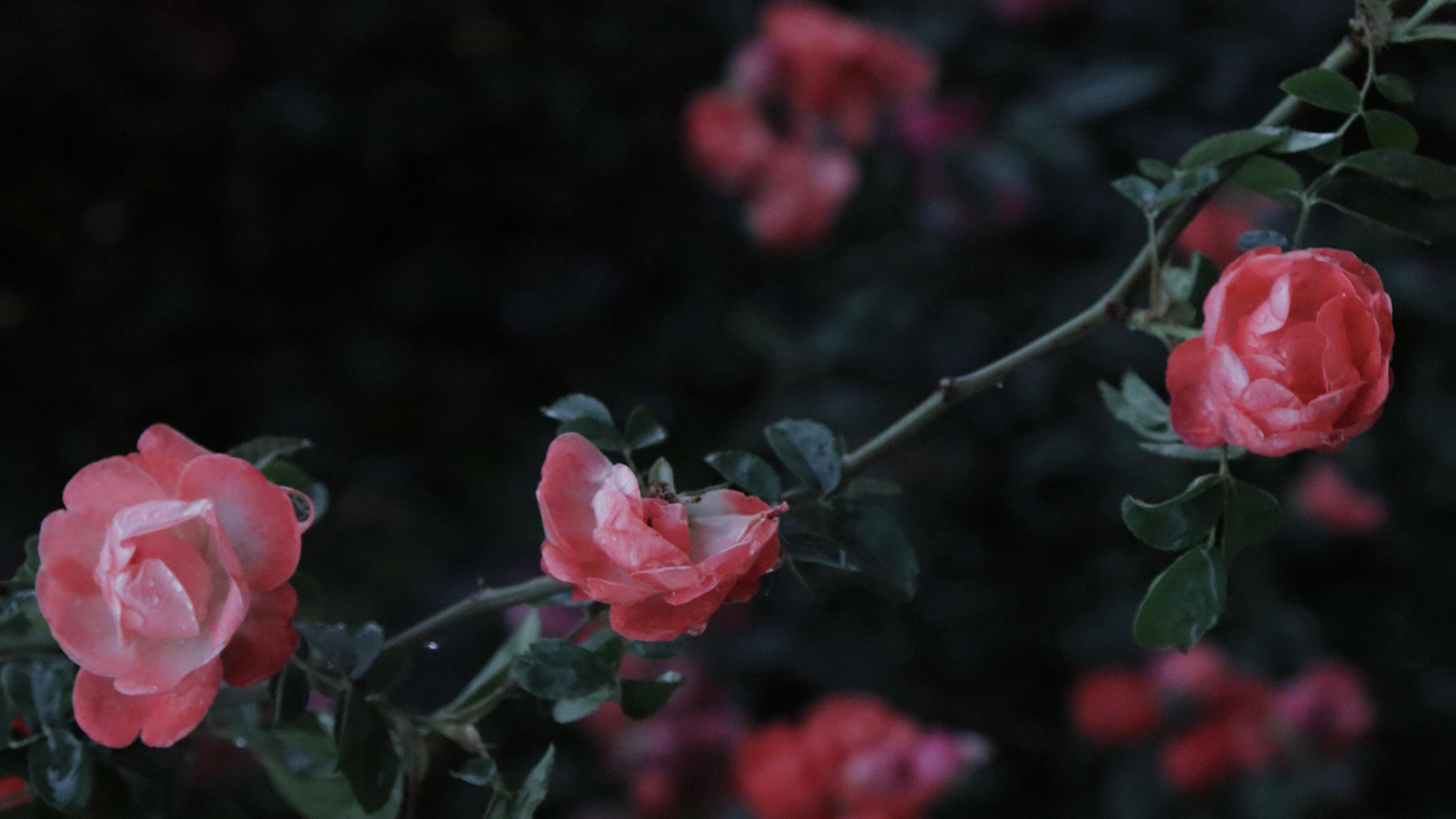 盛开的蔷薇花图片桌面壁纸 蔷薇花壁纸高清精选 三千图片网