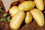 HD potato picture desktop wallpaper