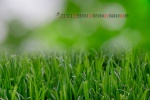 2022年5月绿色护眼草地桌面日历壁纸