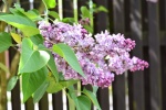 HD lilac flower pictures