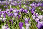 HD crocus picture desktop wallpaper