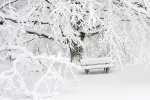 Beautiful winter snowy tree pictures desktop wallpaper