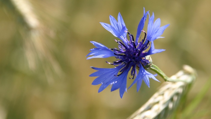 Cornflower aesthetic flower computer wallpaper