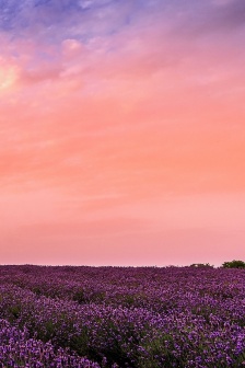 紫色薰衣草花海手機壁紙