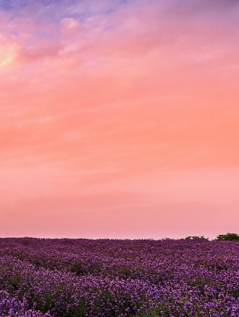 紫色薰衣草花海手機壁紙
