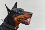 Doberman Pinscher Pictures Doberman Pinscher Pictures