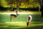Cute red deer pictures