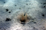 Blue-spotted stingray pictures