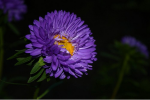 Beautiful aster pictures and photography