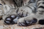 Cat paw stepping on breast pictures desktop wallpaper