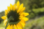 yellow sunflower pictures