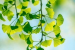 Fresh and beautiful ginkgo tree pictures