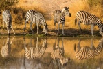 wild zebra pictures