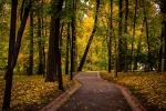 Autumn forest scenery pictures desktop wallpaper