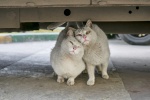 Outdoor wildcat photography pictures desktop wallpaper